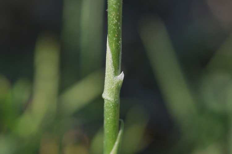 Spiranthes spiralis